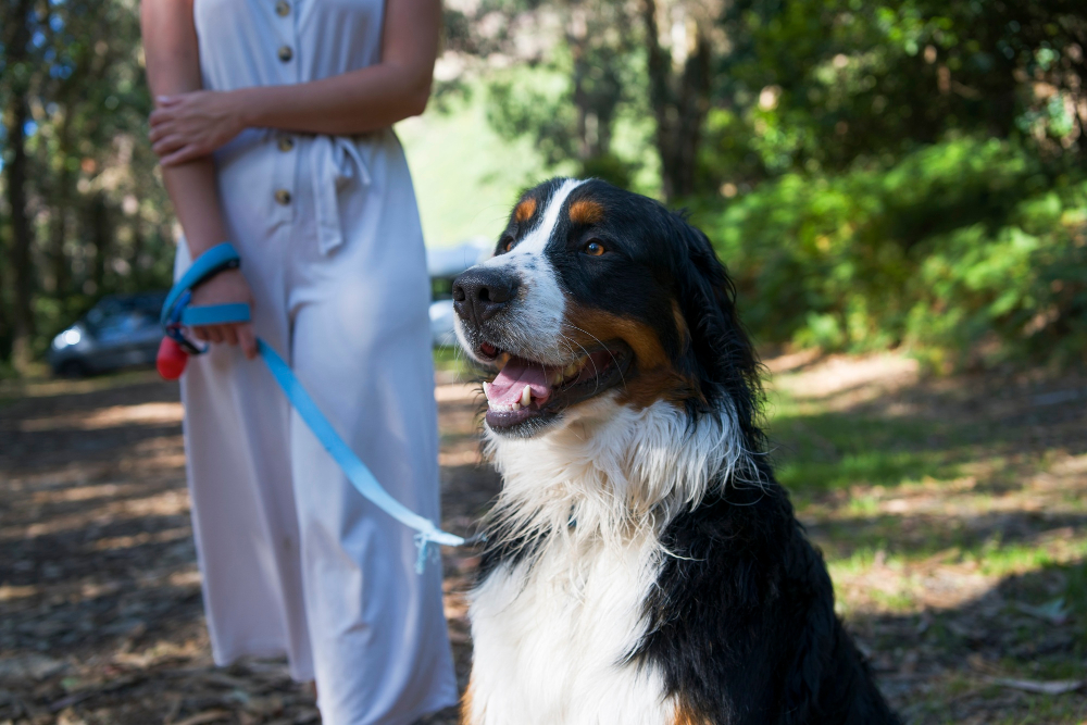 Qu’est-ce que l’éducation positive du chien ? L’éducation positive repose sur un principe simple : renforcer les bons comportements pour encourager le chien à les reproduire. Cela peut se faire grâce à des récompenses variées : friandise, caresse, jeu, félicitations verbales… Contrairement aux méthodes coercitives, l’éducation positive ne cherche jamais à provoquer la peur, l’inconfort ou la contrainte. C’est une approche centrée sur la collaboration, la motivation et la compréhension du chien.